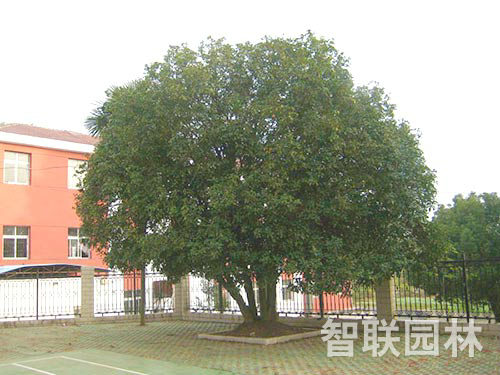 丛生桂花
