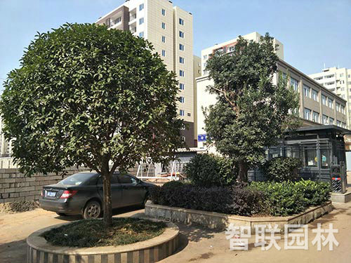 栗塘小区绿化2