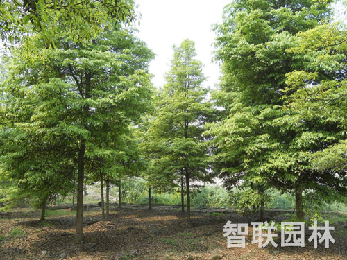 金丝楠木