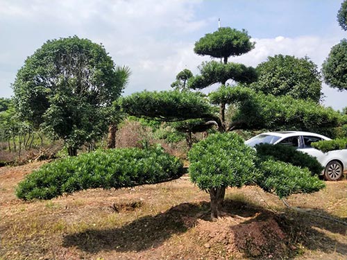 长飘矮桩异型造型罗汉松