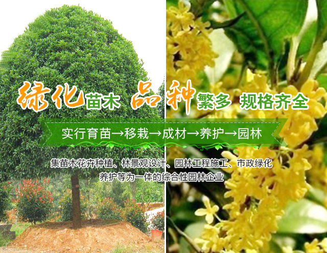 长沙县智联园林绿化有限公司_长沙罗汉松|桂花树价格|香樟苗木哪家好