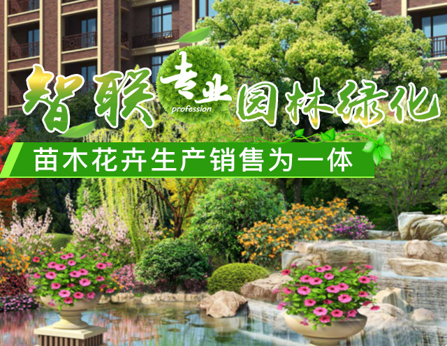 长沙县智联园林绿化有限公司_长沙罗汉松|桂花树价格|香樟苗木哪家好