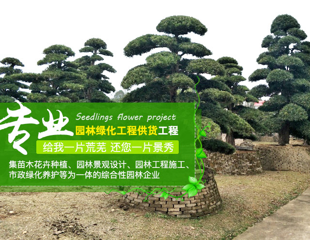 长沙县智联园林绿化有限公司_长沙罗汉松|桂花树价格|香樟苗木哪家好